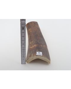 Brown-red mammoth bark