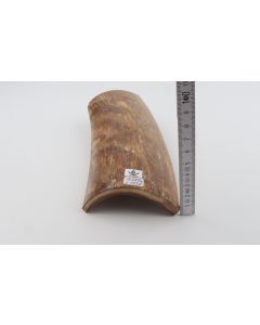 Beige mammoth bark