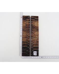 Stabilised mammoth molar scales