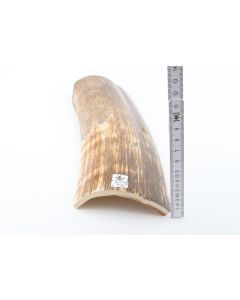 Brown-orange mammoth bark
