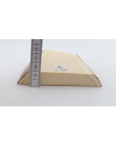 White mammoth ivory segment