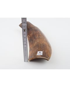 Brown mammoth bark