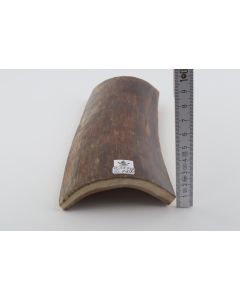Brown mammoth bark