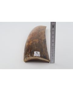 Brown mammoth bark