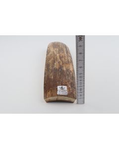 Beige-brown mammoth bark