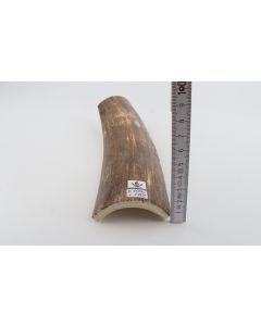 Brown mammoth bark