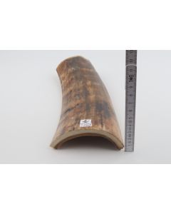 Brown-yellow mammoth bark 