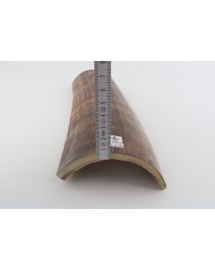 Brown mammoth bark