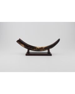 Restored woolly mammoth tusk