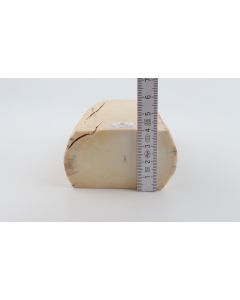 White mammoth ivory segment