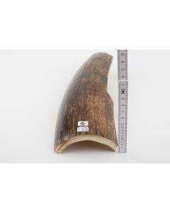 Brown mammoth bark