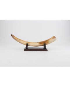 Restored mammoth tusk