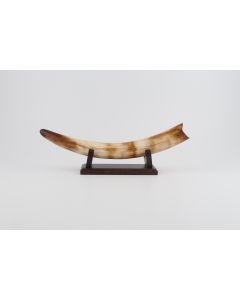 Restored woolly mammoth tusk
