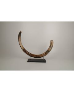 Restored woolly mammoth tusk