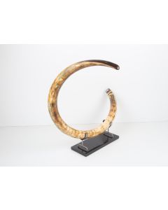 Restored woolly mammoth tusk