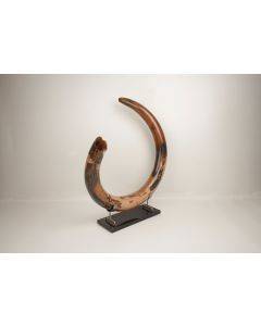 Restored woolly mammoth tusk