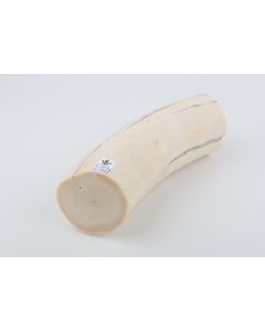 Round mammoth ivory piece