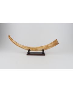 Restored woolly mammoth tusk