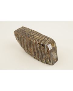 Stabilized mammoth molar piece