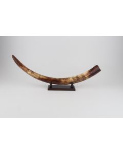 Restored woolly mammoth tusk