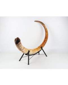 Natural woolly mammoth tusk