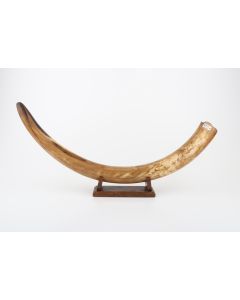 Restored woolly mammoth tusk