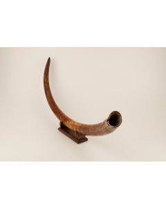 Restored woolly mammoth tusk