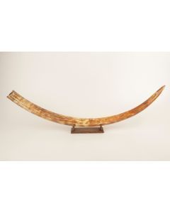 Natural woolly mammoth tusk