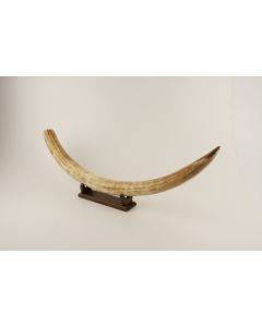 Natural woolly mammoth tusk 