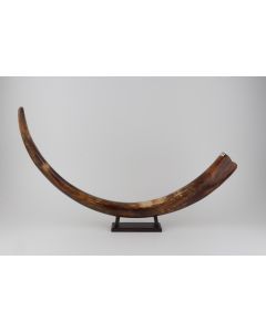 Restored woolly mammoth tusk