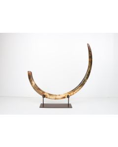 Restored woolly mammoth tusk