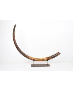 Restored woolly mammoth tusk