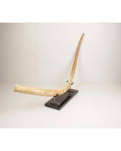 Natural woolly mammoth tusk