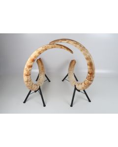 Natural woolly mammoth tusk pair