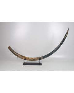 Natural mammoth tusk