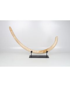 Natural woolly mammoth tusk